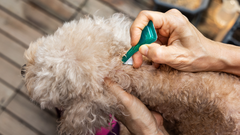 Ein heller lockiger Hund bekommt ein Zeckenmittel in den Nacken geträufelt