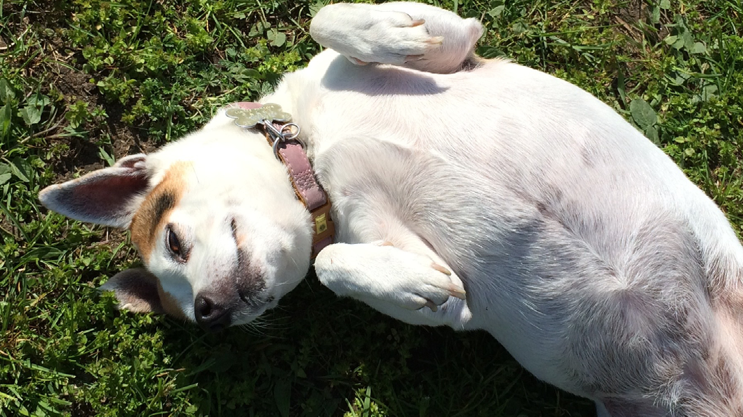 Glücklicher Hund liegt auf dem Rücken und wälzt sich im Gras