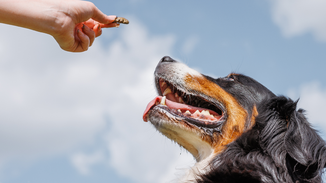Berner Sennenhund streckt den Kopf in den Himmel in Richtung eines Leckerlies