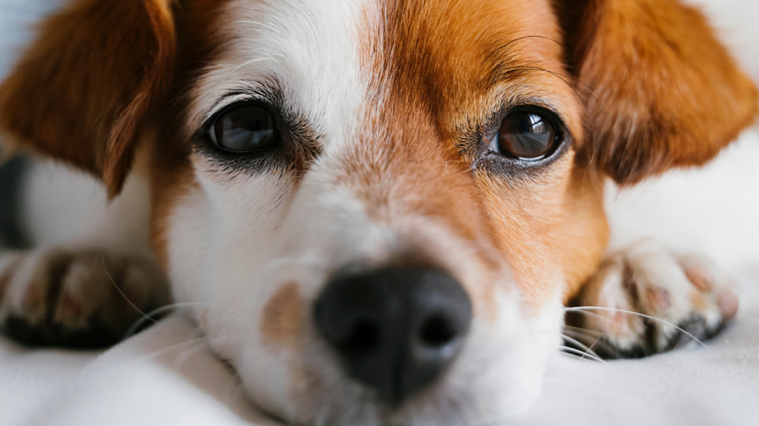 Ein kleiner Jackrussell liegt auf dem Teppich und guckt in die Kamera