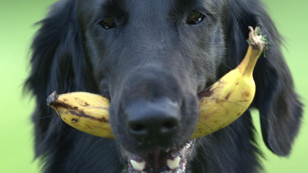 Schwarzer Hund auf grüner Wiese trägt eine ganze Banane mit Schale im Maul
