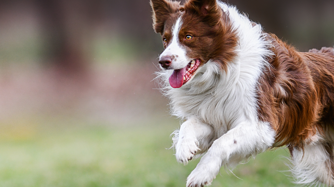 Ein Bordercollie rennt und springt agil über eine Wiese