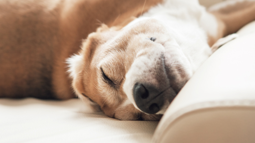 Ein großer Hund liegt gemütlich auf einem Sofa und guckt entspannt