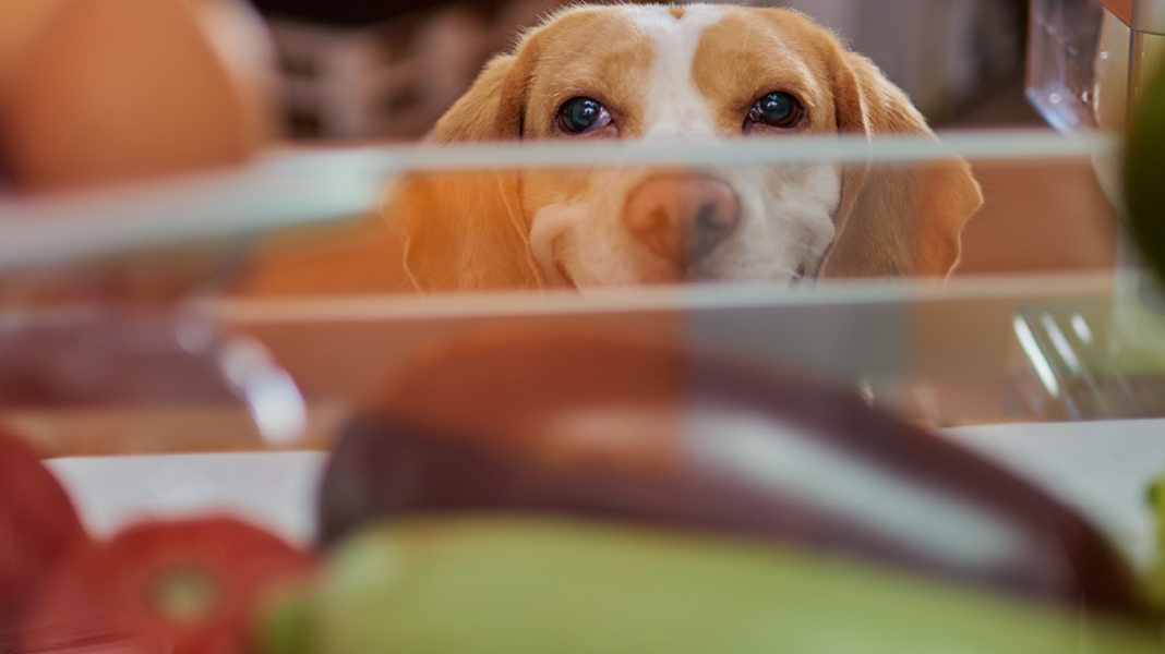Hund schaut in eine offene Kühlschranktür voller Lebensmittel und Gemüse