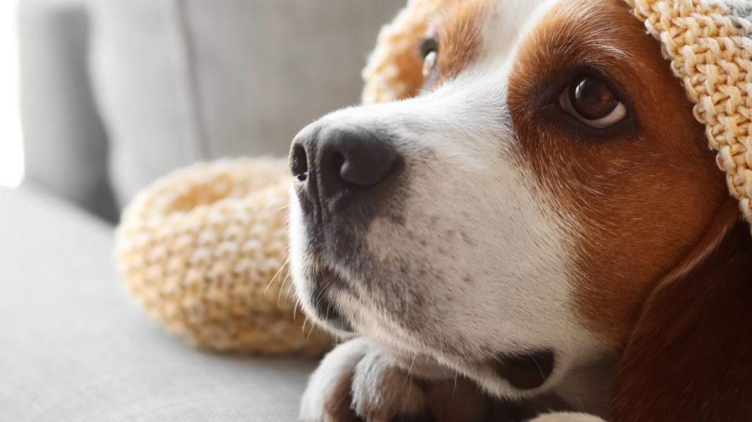 Ängstlicher Hund versteckt sich unter einer Kuscheldecke