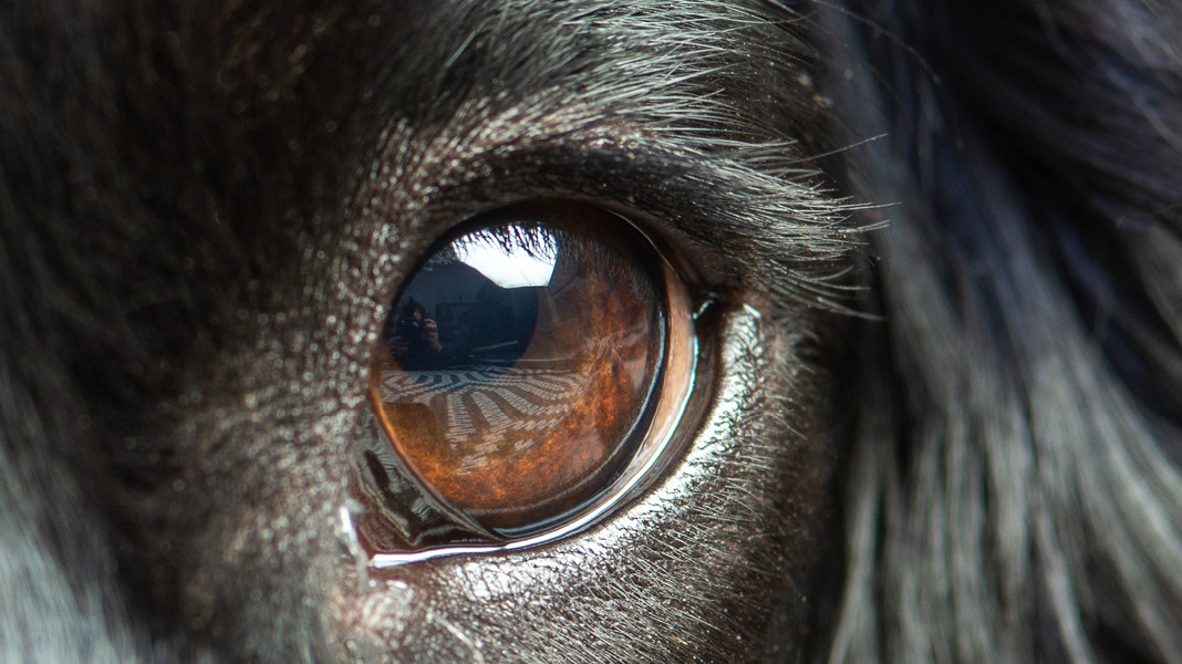 Großes Auge von dunklem Hund