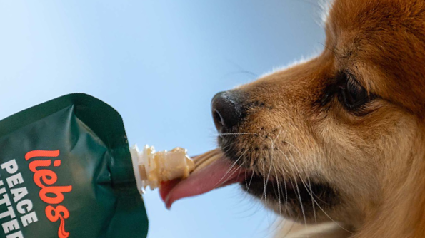 Kleiner Hund leckt Peace Butter direkt aus der Tüte