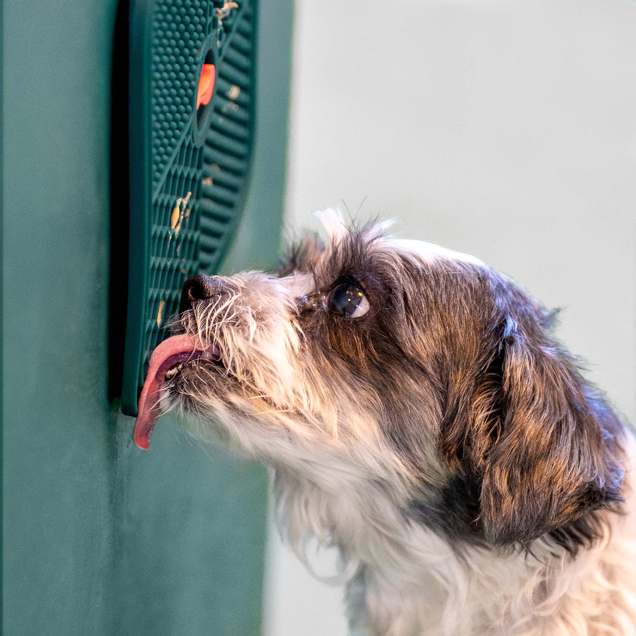 Hund leckt die grüne Schleckmatte von Liebs genüsslich ab