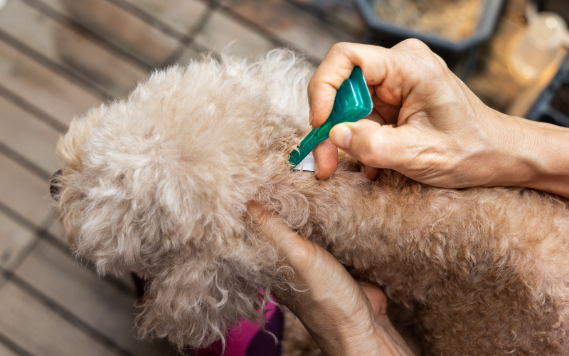 Ein heller lockiger Hund bekommt ein Zeckenmittel in den Nacken geträufelt