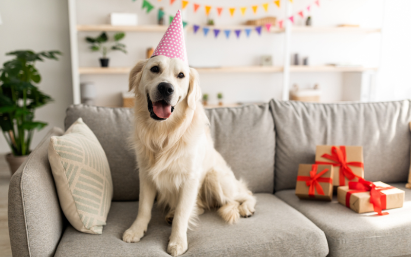 Hund sitzt auf dem Sofa mit einem Partyhut und Girlanden dahinter