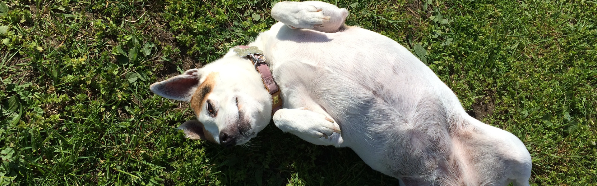 Glücklicher Hund liegt auf dem Rücken und wälzt sich im Gras