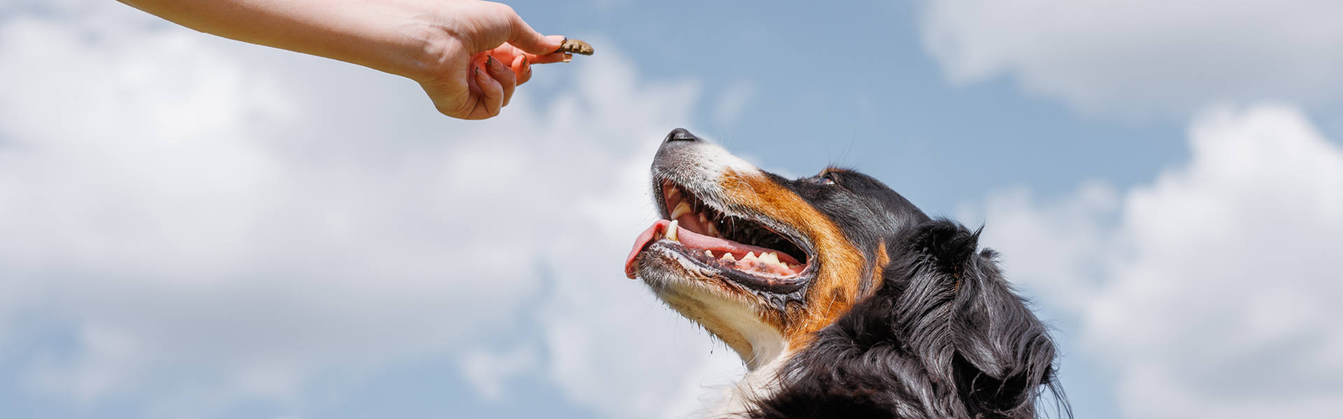 Berner Sennenhund streckt den Kopf in den Himmel in Richtung eines Leckerlies