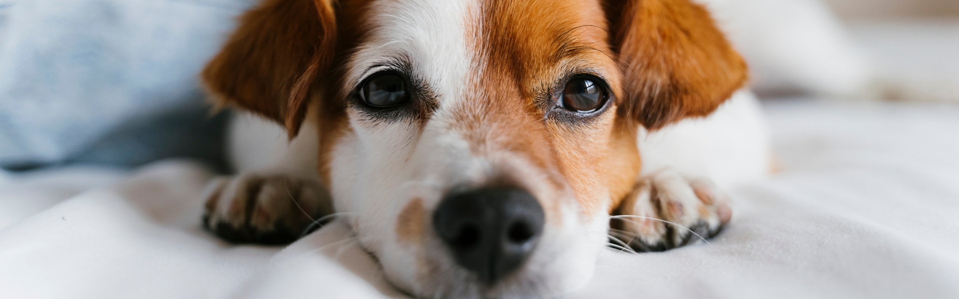 Ein kleiner Jackrussell liegt auf dem Teppich und guckt in die Kamera