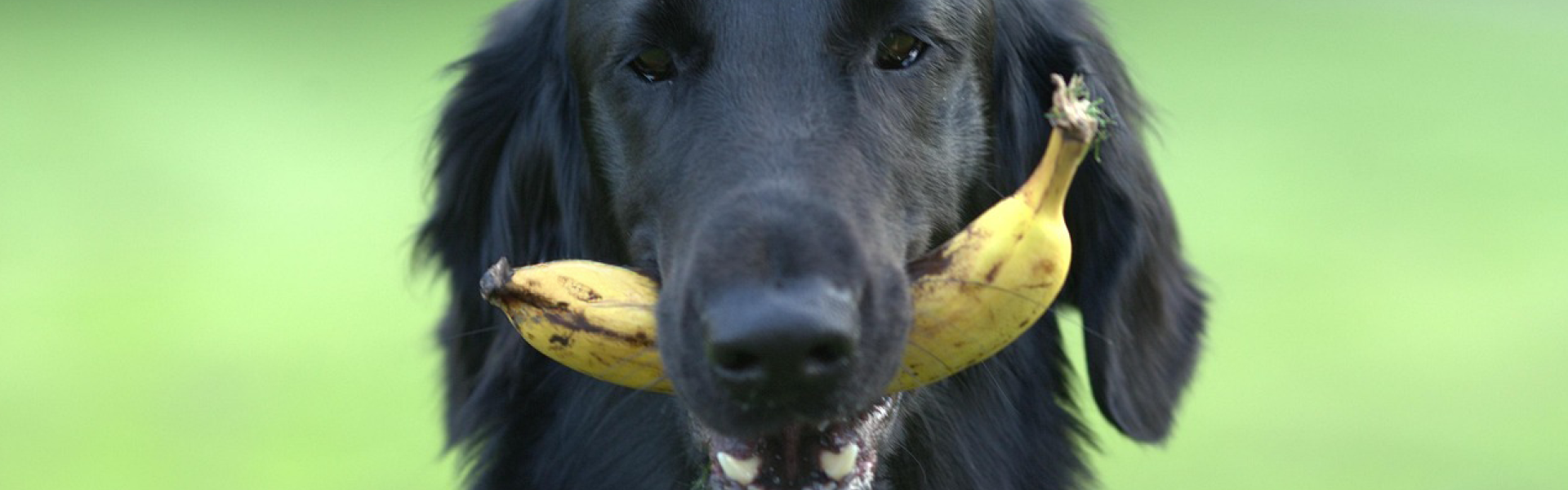 Schwarzer Hund auf grüner Wiese trägt eine ganze Banane mit Schale im Maul