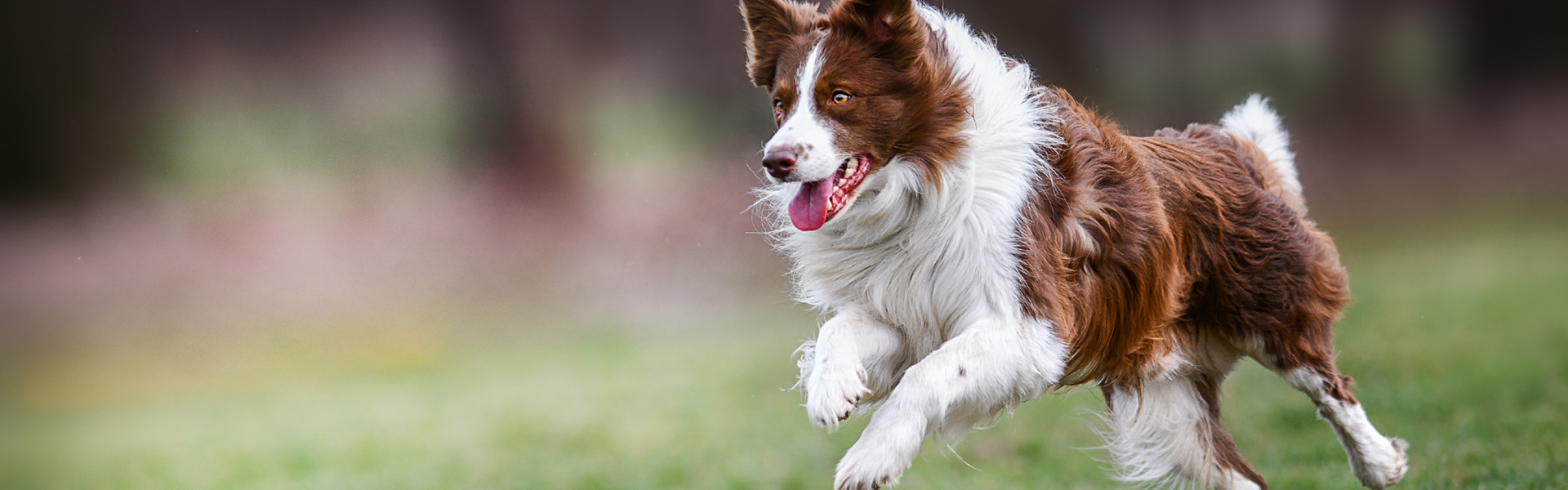 Ein Bordercollie rennt und springt agil über eine Wiese