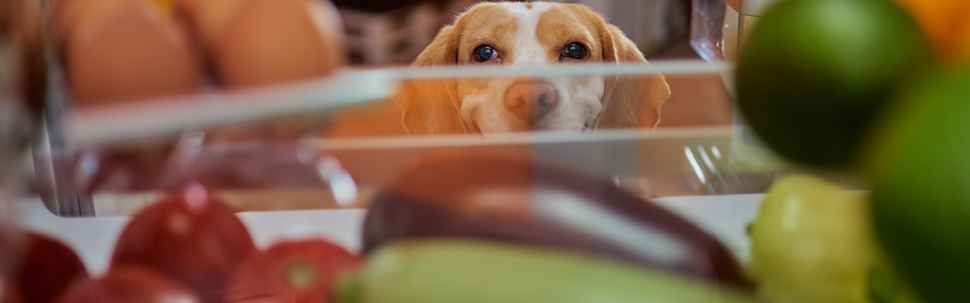 Hund schaut in eine offene Kühlschranktür voller Lebensmittel und Gemüse