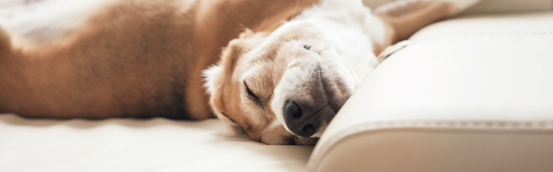 Ein großer Hund liegt gemütlich auf einem Sofa und guckt entspannt