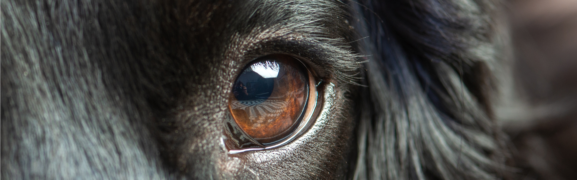 Großes Auge von dunklem Hund