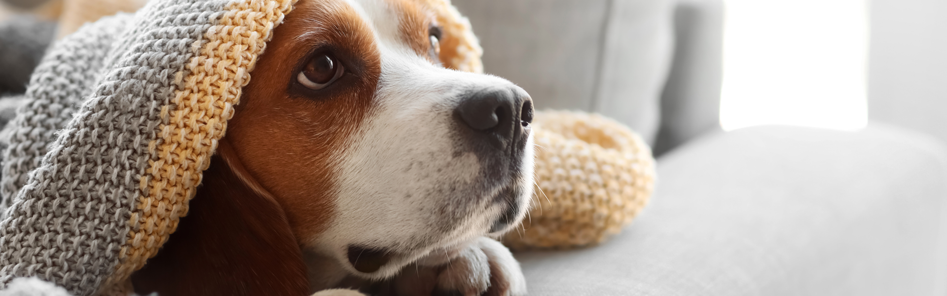 Magazin Vorschaubild Ängstlicher Hund versteckt sich unter einer Kuscheldecke