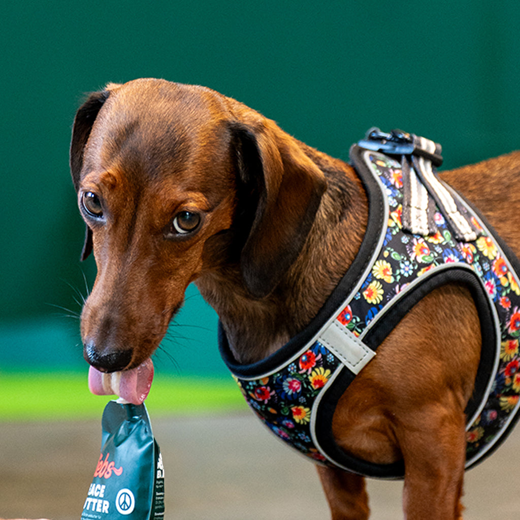 Liebs Bild Dackel mit buntem Hundegeschirr leckt an der Peace Butter