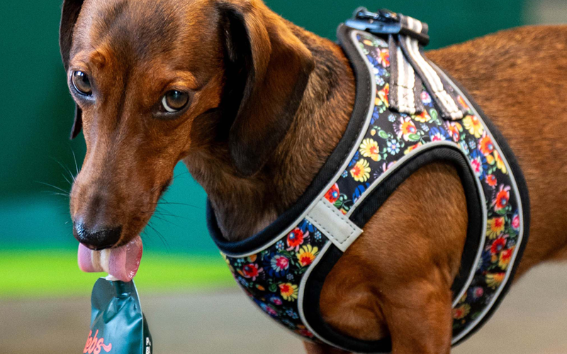 Liebs Magazin Bild Dackel mit buntem Hundegeschirr leckt an der Peace Butter