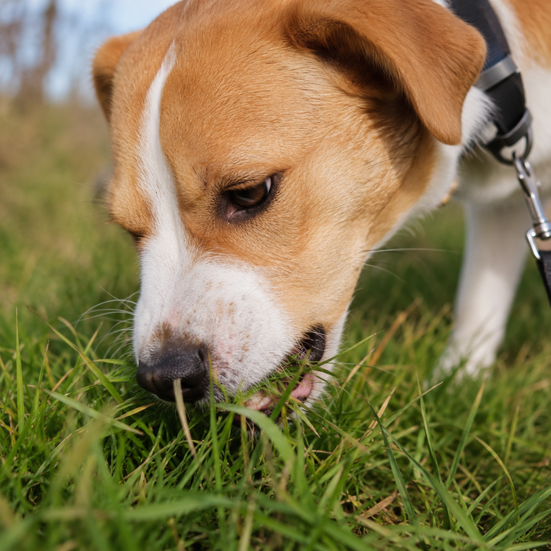 Grasfressen